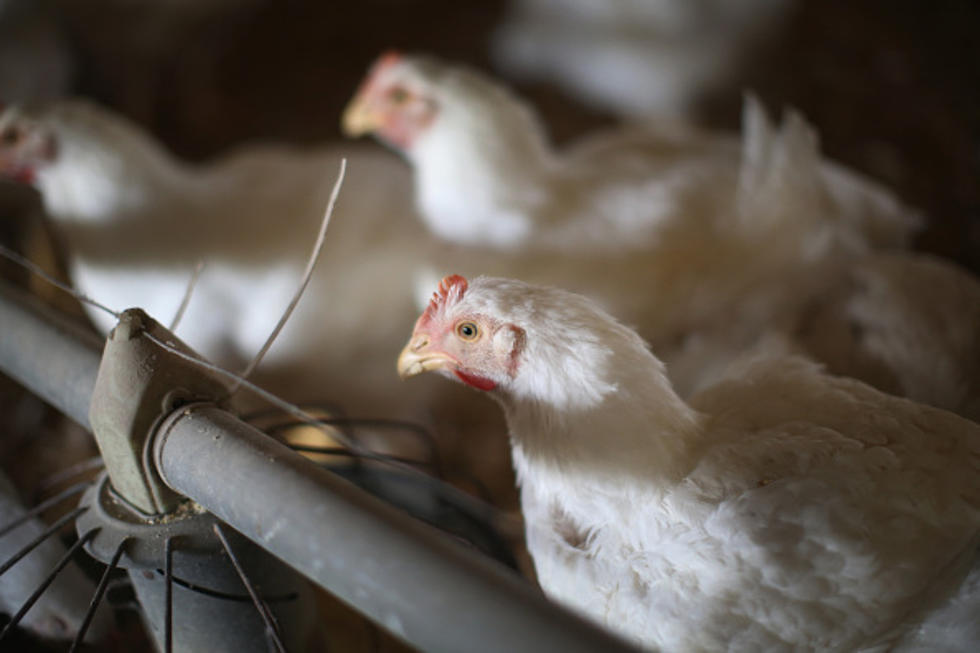 2 million more Minnesota chickens to be destroyed due to flu