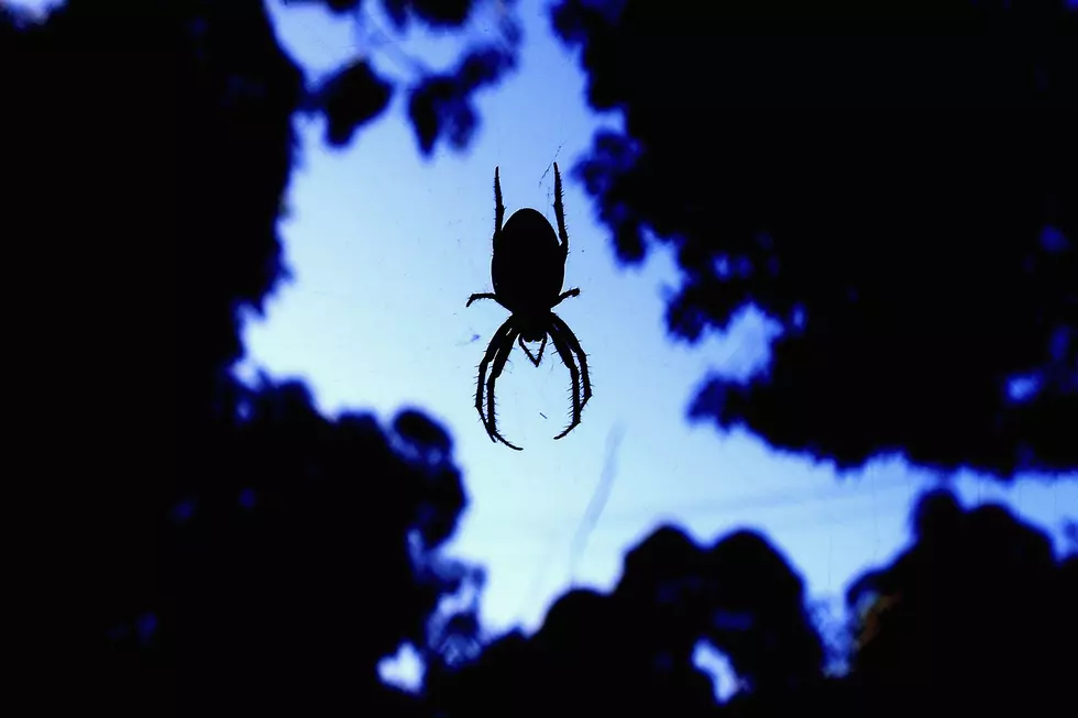 It’s raining spiders in Australia