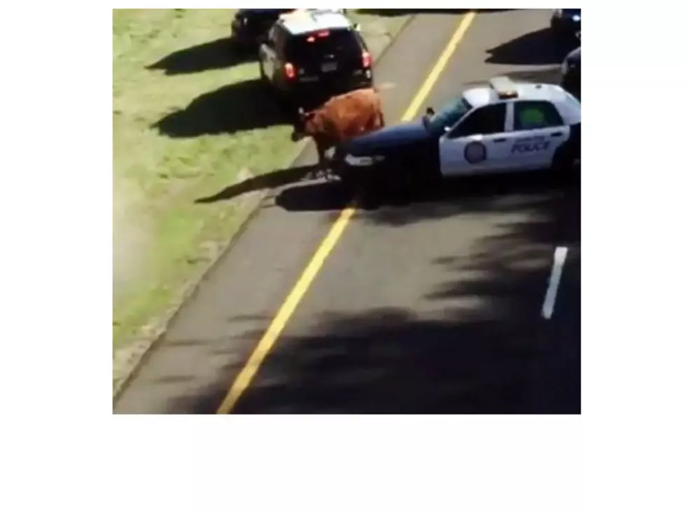 Runaway cow disrupts commute on I-295