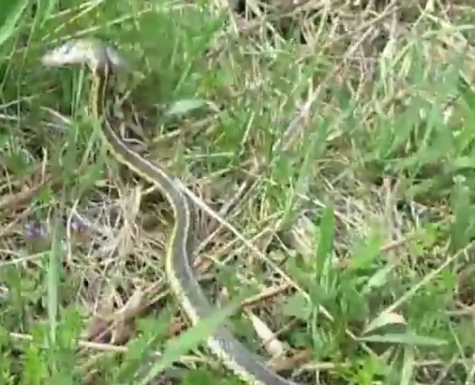 Kids chase the snake who stole their fish