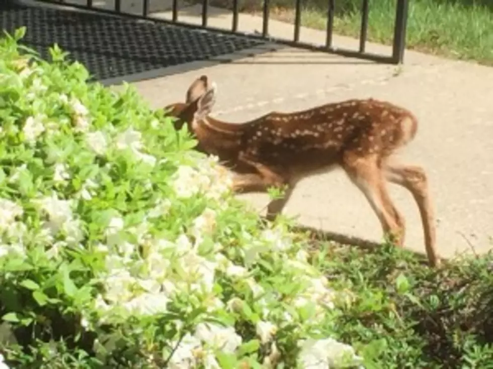 Animal control officer accused of animal cruelty, cutting fawn&#8217;s throat