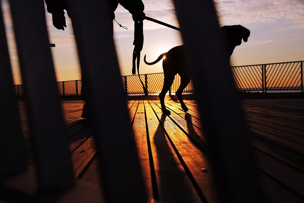 Should large dog owners have to build 8 foot tall fences? – Poll