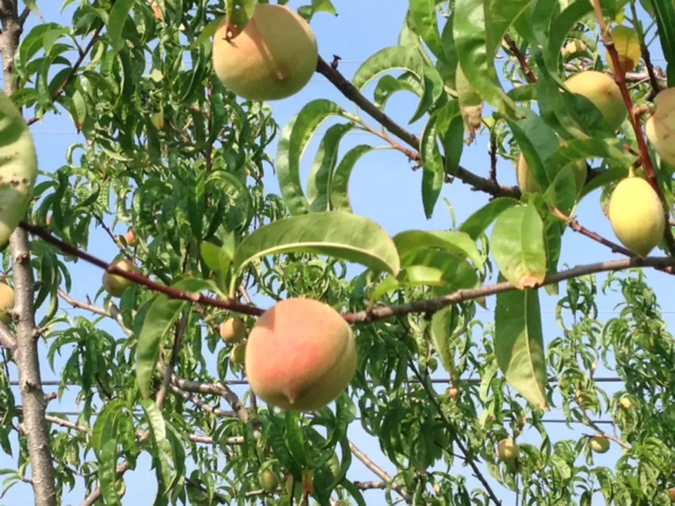 New Jersey’s peach season in good shape