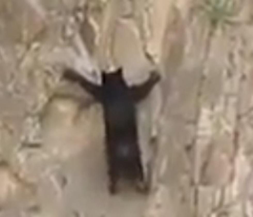 Watch two bears climb a rock face