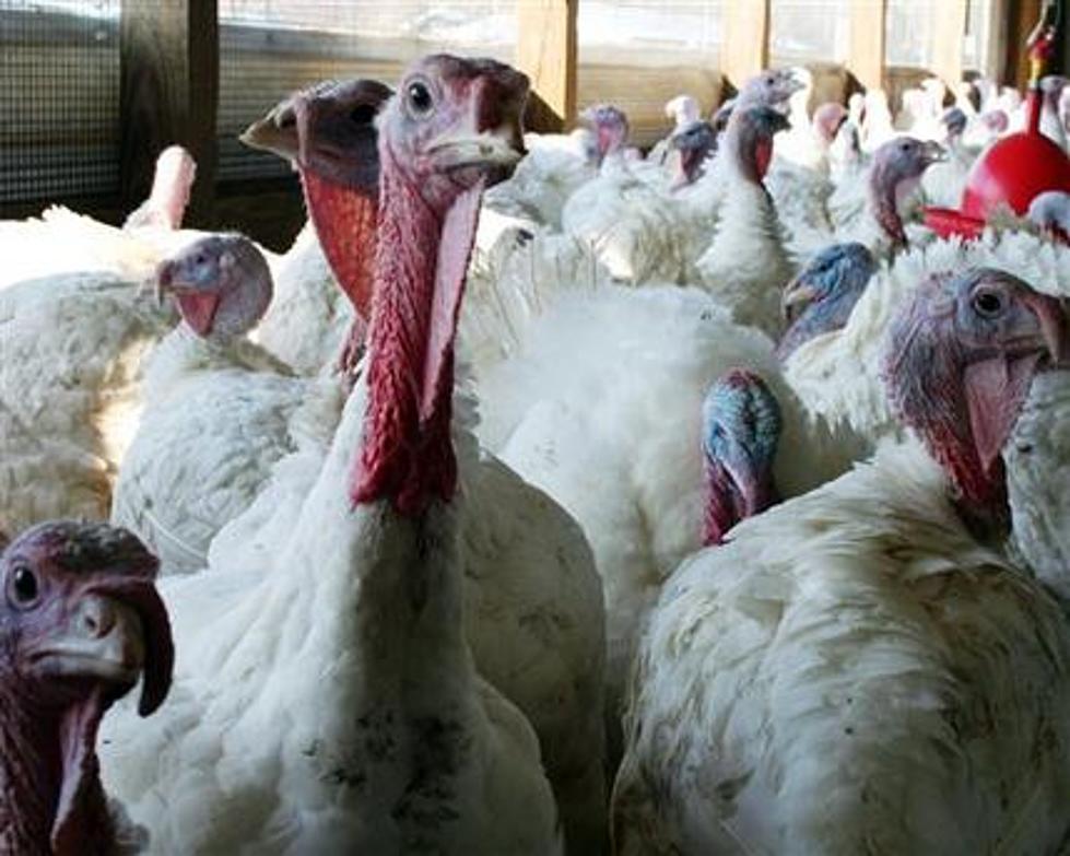Federal government to step up bird flu monitoring this fall