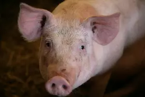 Pig gave New Jersey youngster swine flu