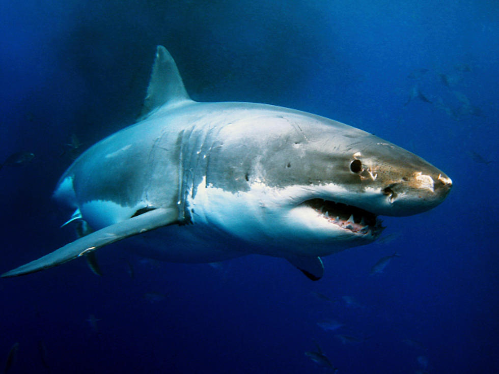 Mary Lee the Great White Shark is Back!