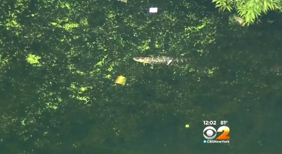 Alligator captured after it&#8217;s spotted in the Passaic River