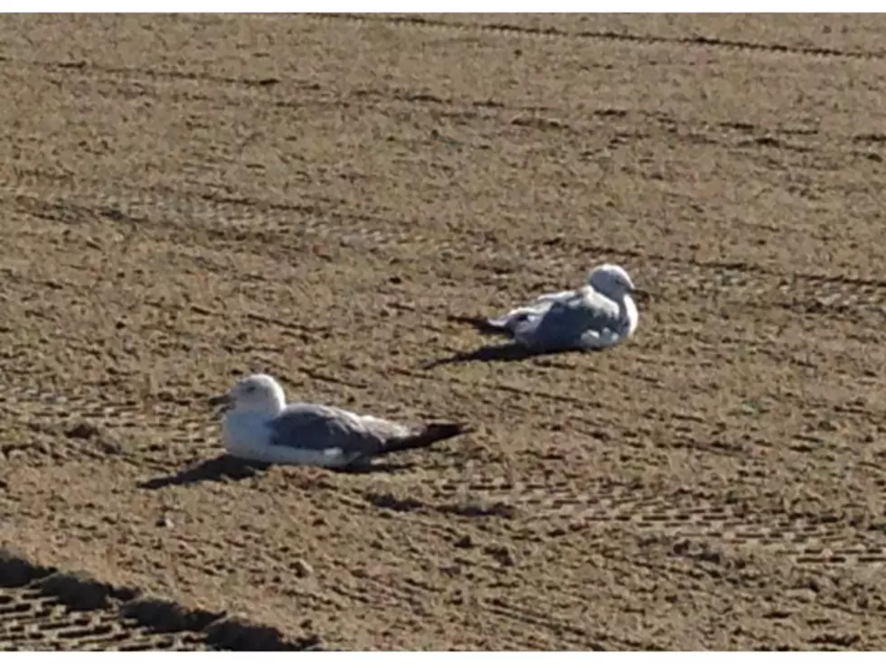 DEP investigates Ocean City seagull incident