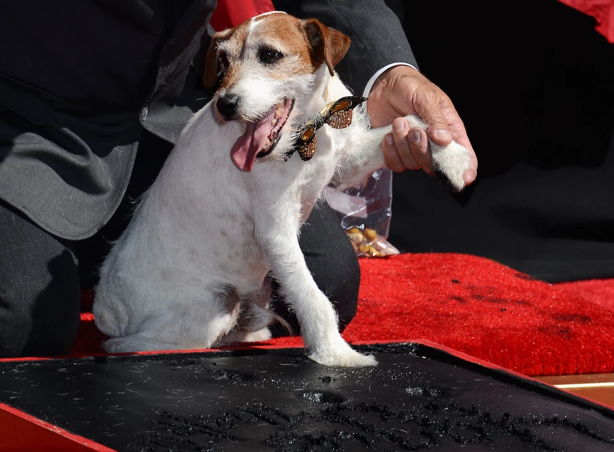Canine actor Uggie, known for role in 'The Artist,' dies