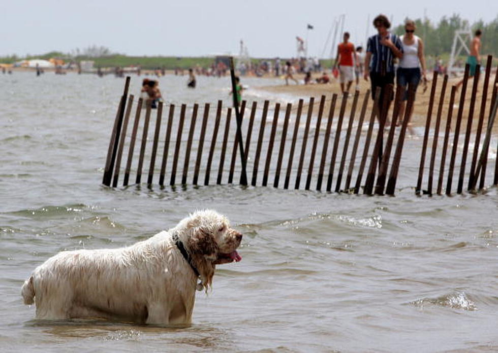 Lower Township reaches compromise on dogs on the beach