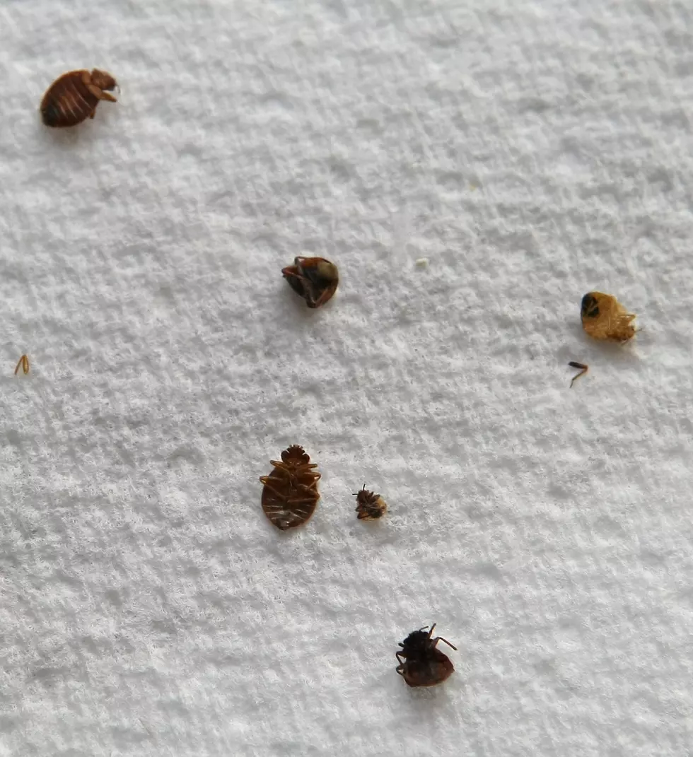 If your school’s got bed bugs, should it close? (Vote)