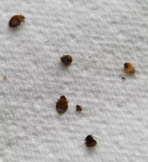 Jersey City woman found dead in home overrun with bedbugs