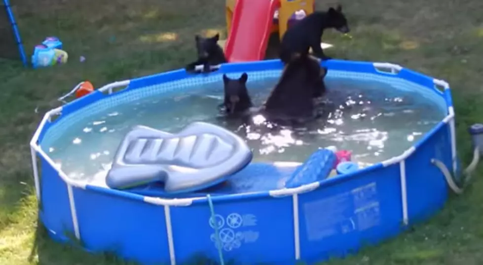 Video: Family of bears takes a dip in North Jersey pool