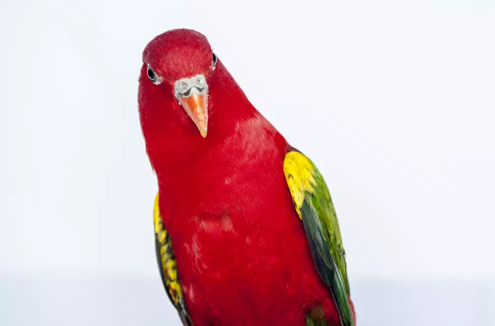 New Jersey woman told to quiet down her parrots