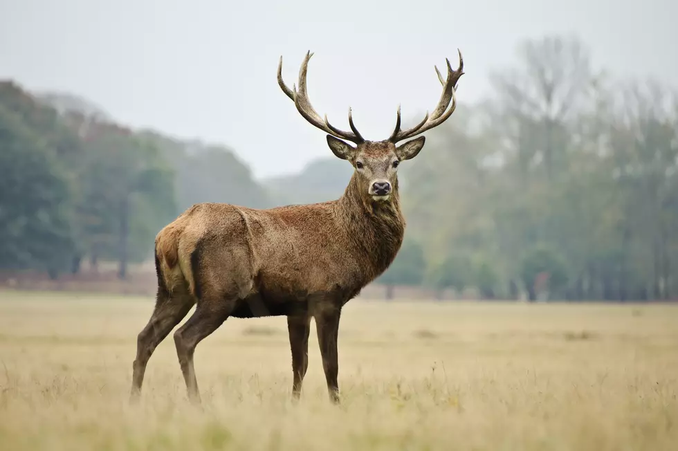 Deer Hunting Season Underway