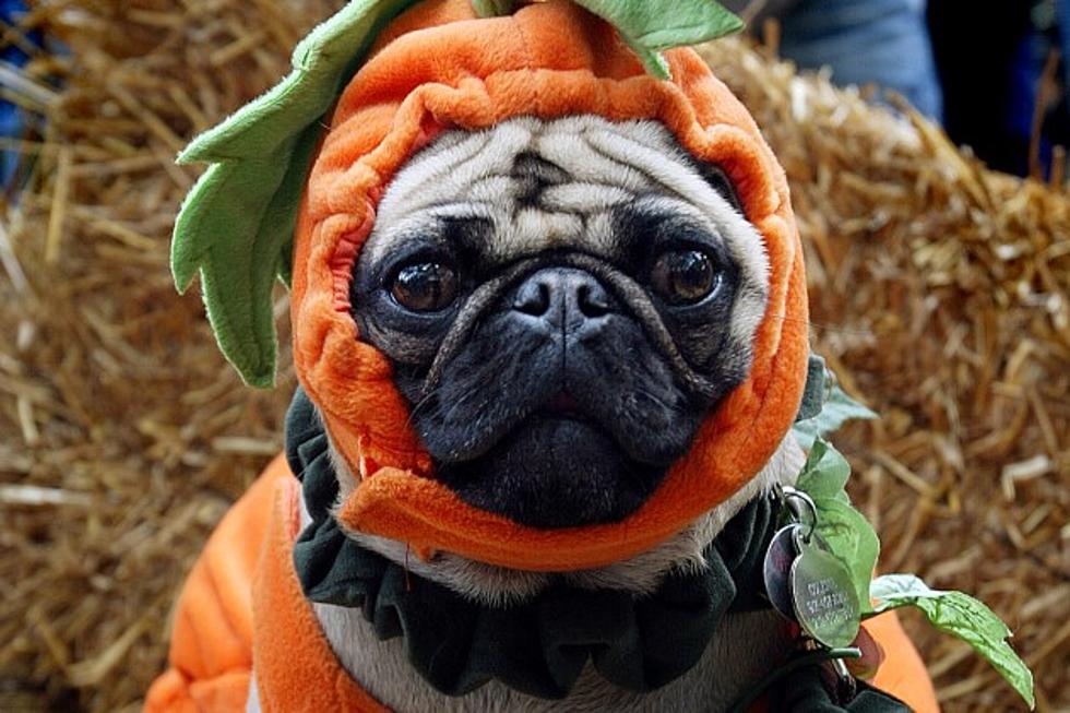 Woof! $350 million to be spent on pet costumes alone this Halloween, survey says