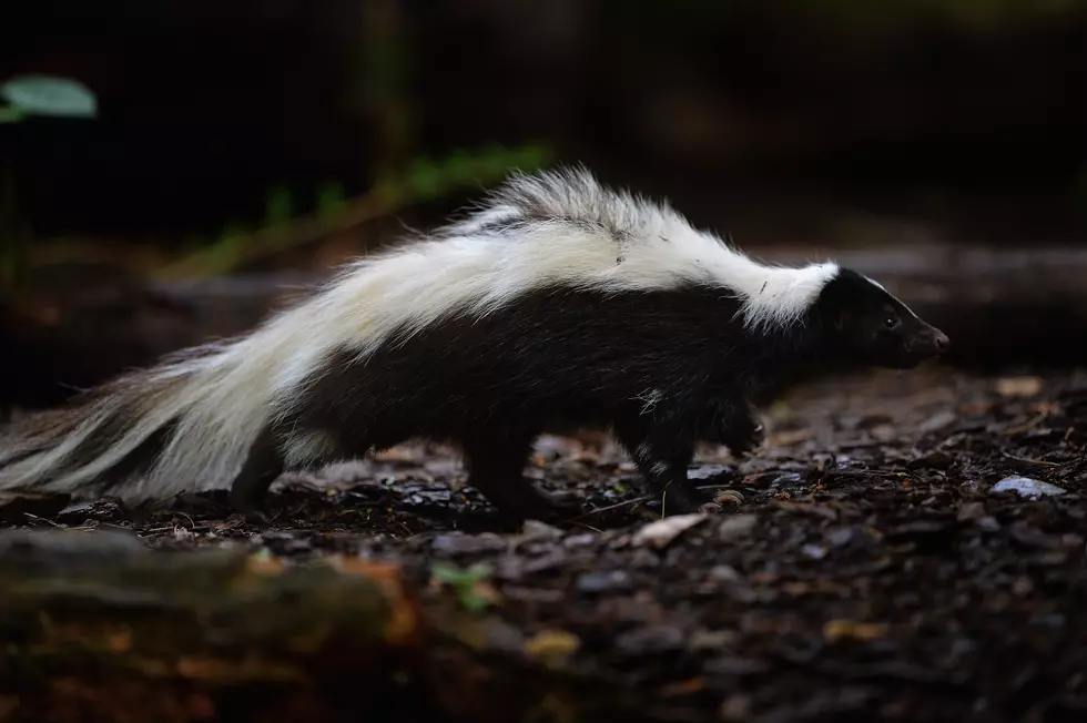 WATCH: NJ cop chases down skunk with juice box on its head