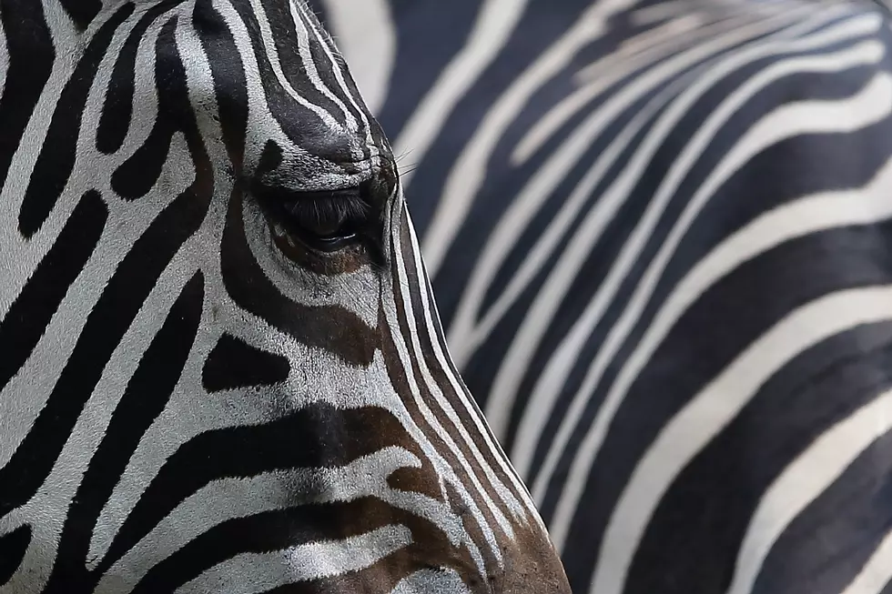 WATCH: Zebras escape zoo, run through west Philly streets