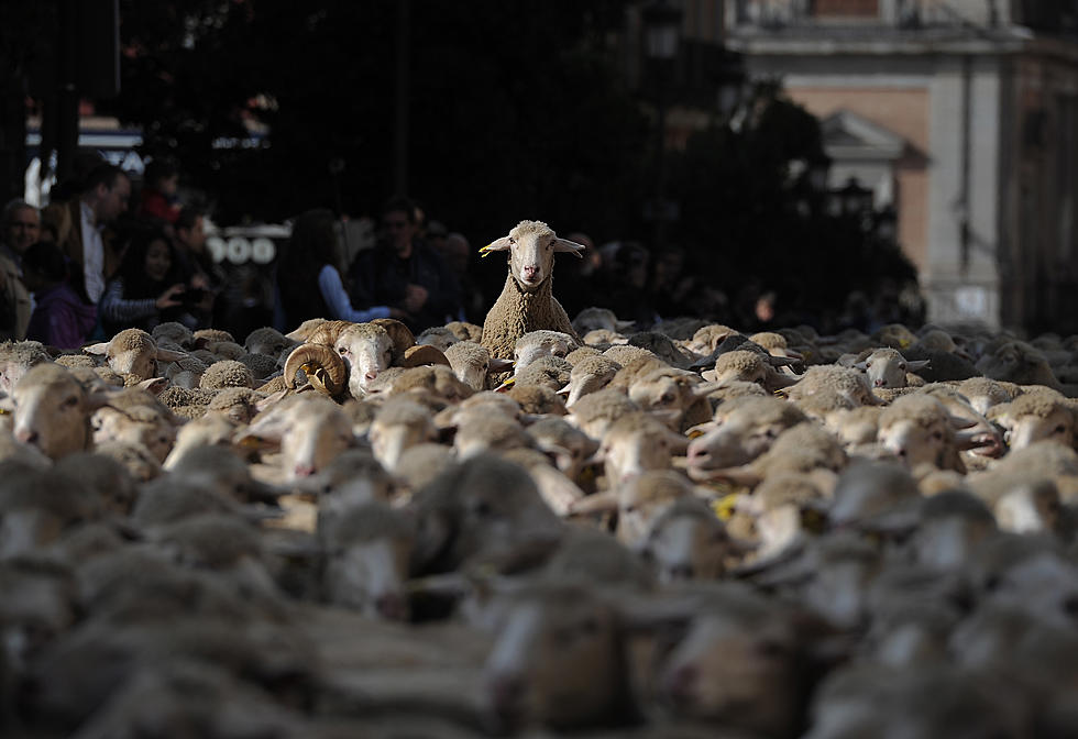 Airplane carrying over 2000 sheep forced to land due to too much gas
