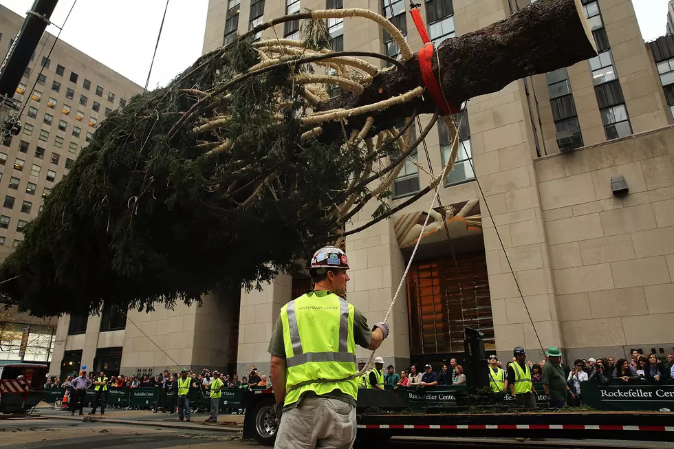 It&#8217;s 72 degrees, but merry Christmas: Rockefeller Center&#8217;s 2015 tree goes up (PHOTOS)