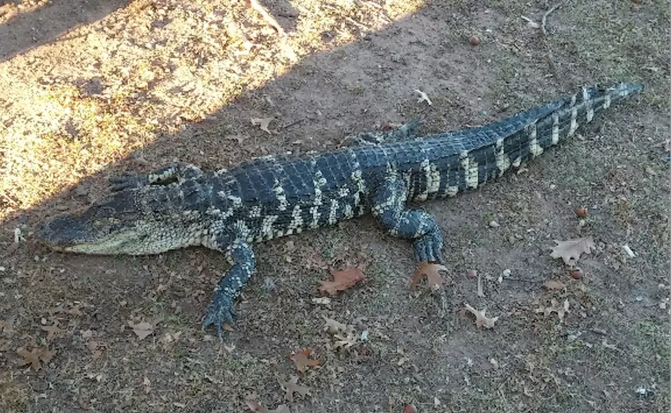 Body of a 4-foot alligator found in Newark park