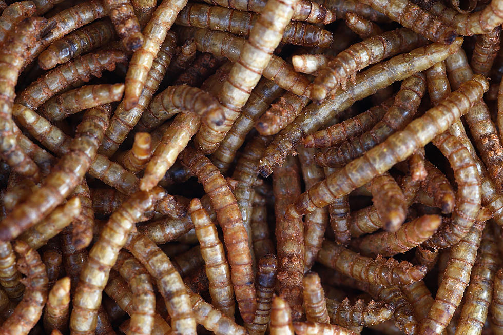 Worms found in school lunches