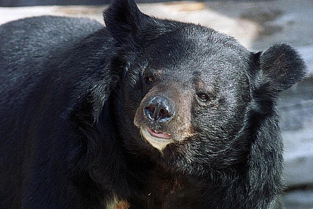 Did bear really attack a man in NJ? Authorities still investigating