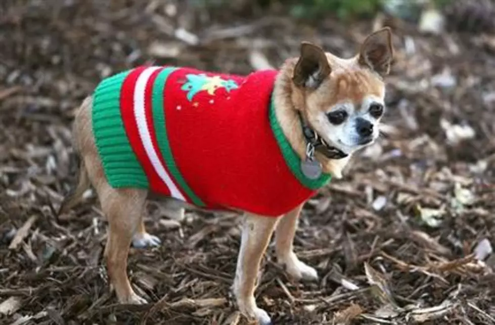 Cats and dogs partying like animals in ugly holiday sweaters