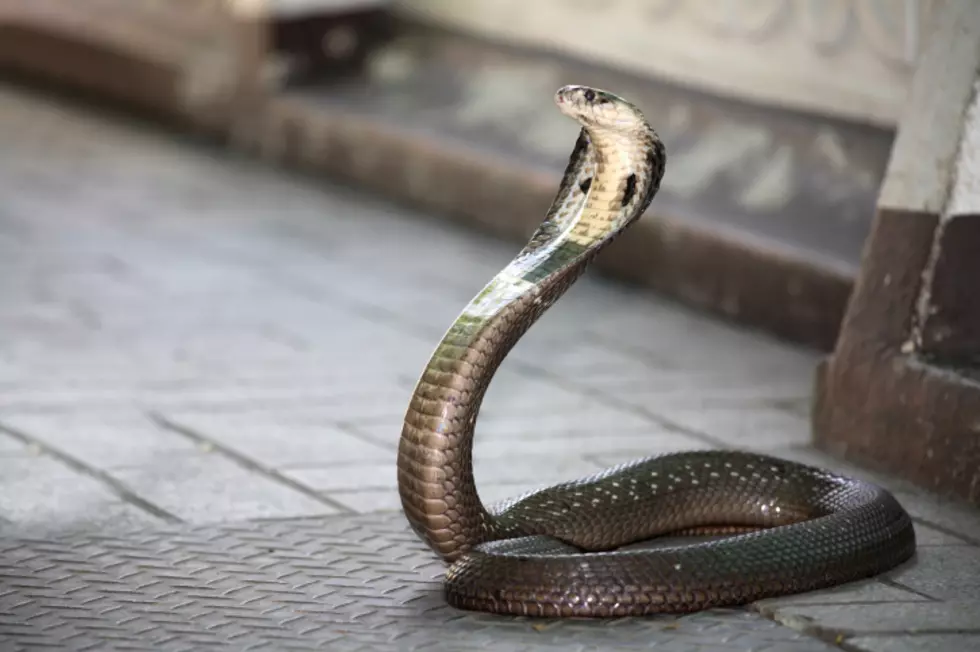 Deadly cobra that stowed away on NJ-bound ship dies