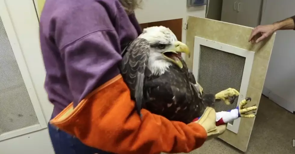 Badly injured bald eagle under care after 3-day rescue (WATCH)