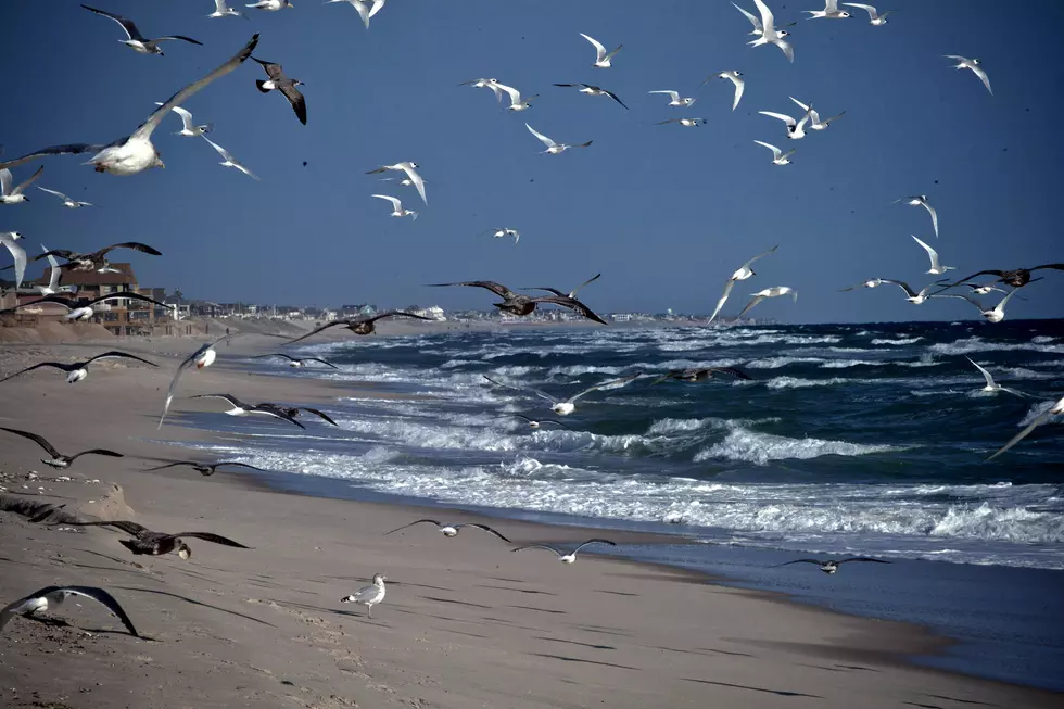 What Ever Happened With Ocean City’s Zero Seagull Feeding Policy?