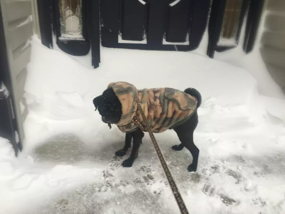 Blizzard of 2016: The most adorable pets playing in the snow