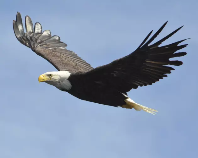 Look up! Bald eagles are back in force in New Jersey