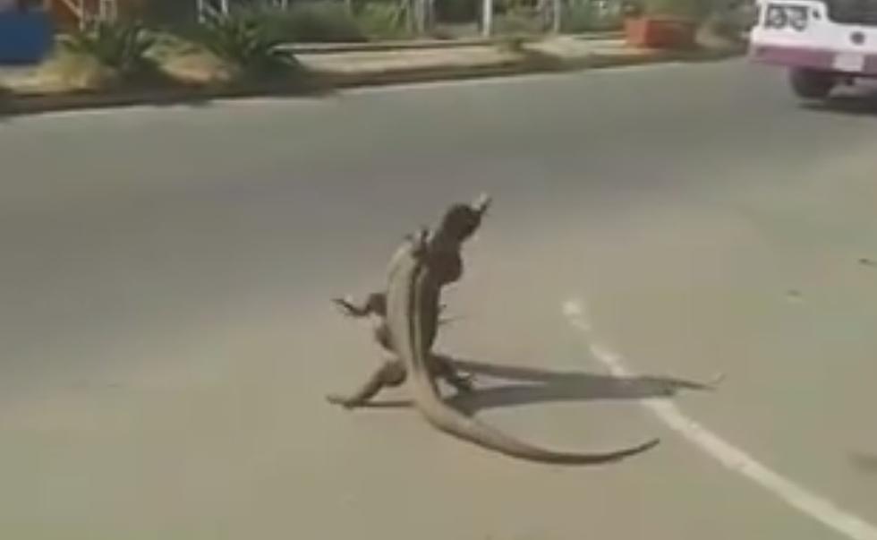 Try not to be entertained watching these two big lizards wrestle