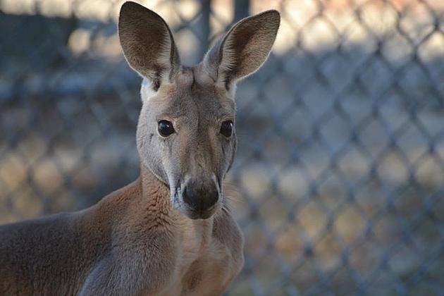 Kangaroo that tasted freedom in Staten Island dies at Popcorn Park Zoo