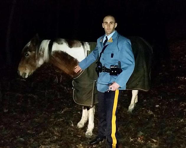 State troopers wrangle wayward horse. Of course.