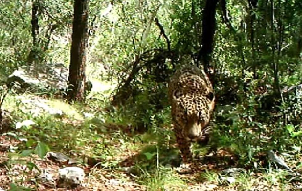 Meet the real El Jefe, the only known wild jaguar in the US