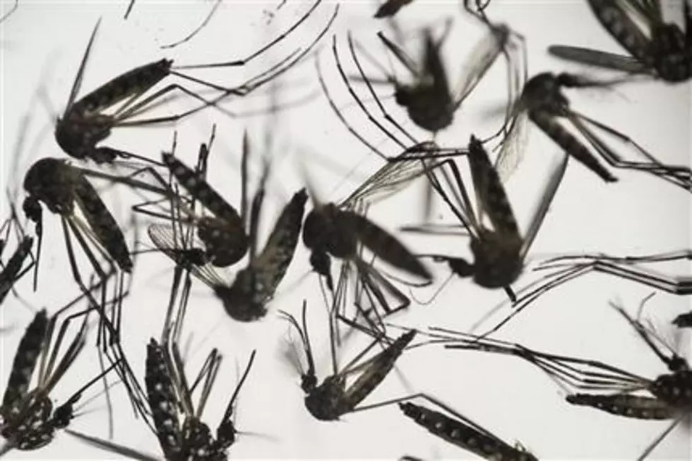 WHO declares global emergency over Zika virus spread