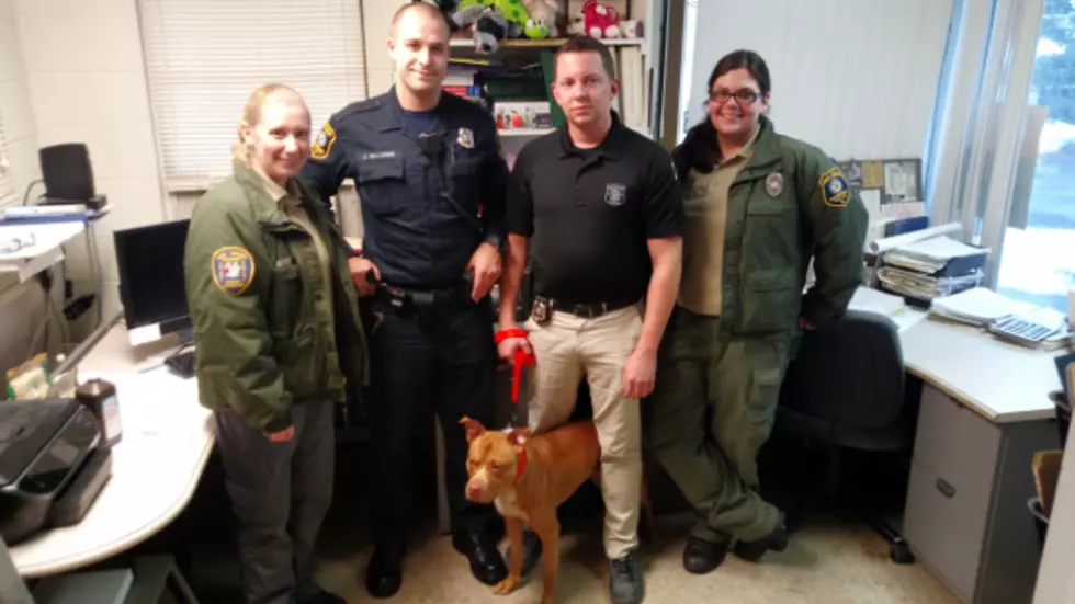 Pit bull left tied to fence in freezing weather adopted by police officer