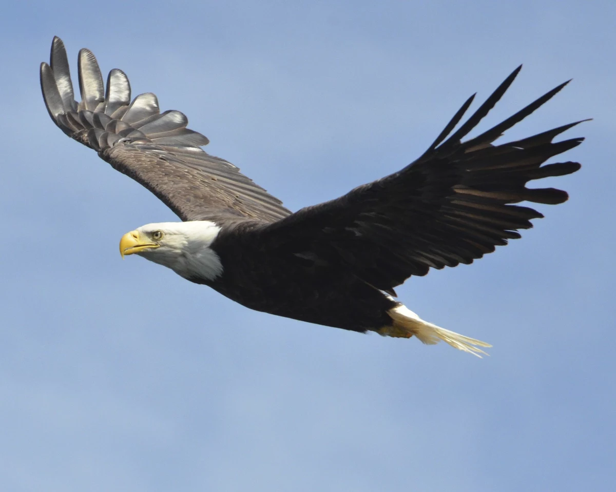 Do you live in 'bald eagle heaven'? NJ counts 200+ nests