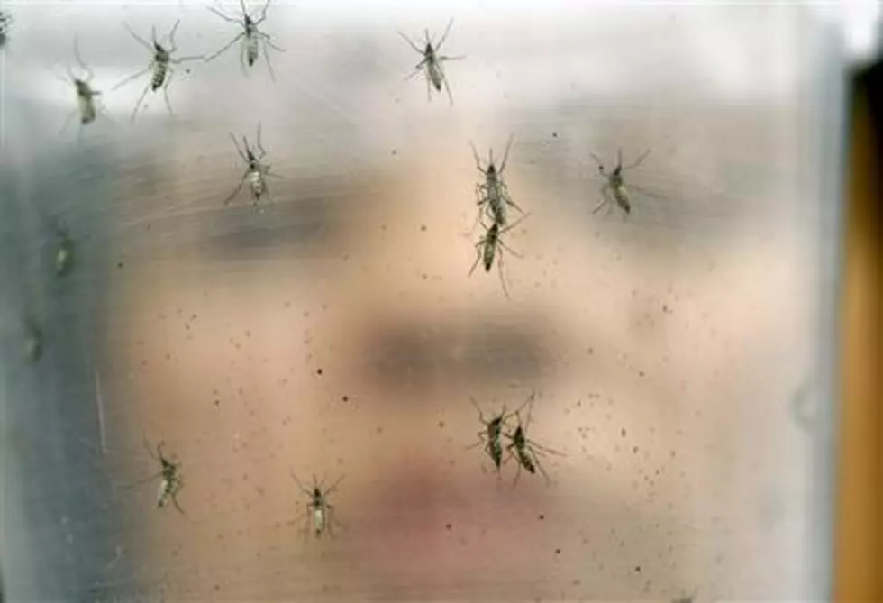 Things to know about GMO mosquito test proposed in Florida