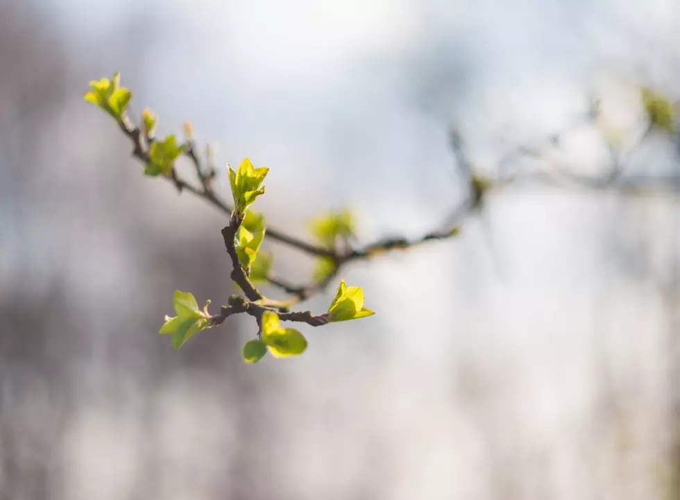 No more records, but weekend temps still springlike for NJ