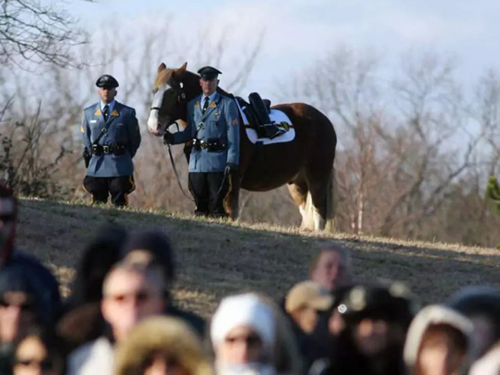 NJ State Police&#8217;s unofficial horse mascot — rescued from abuse — dies