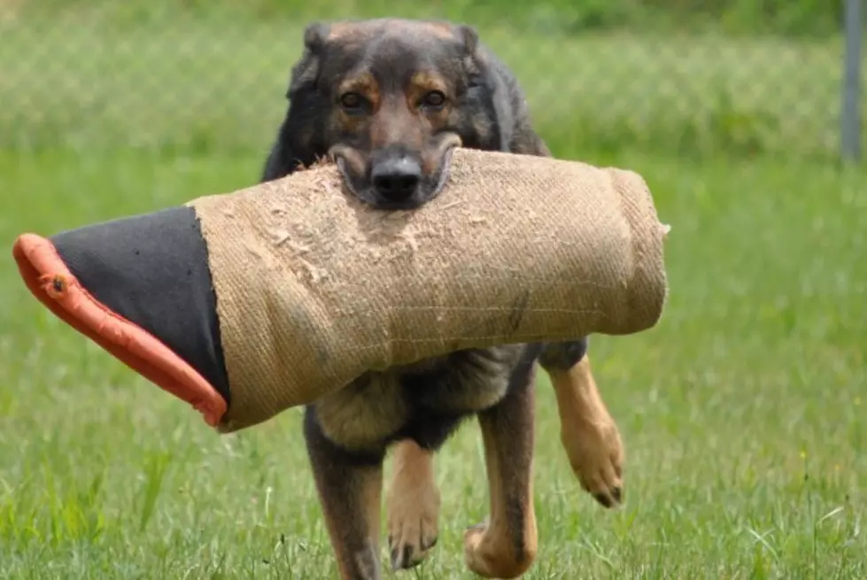 Death of K-9 Officer ‘Thunder’ mourned by Toms River police