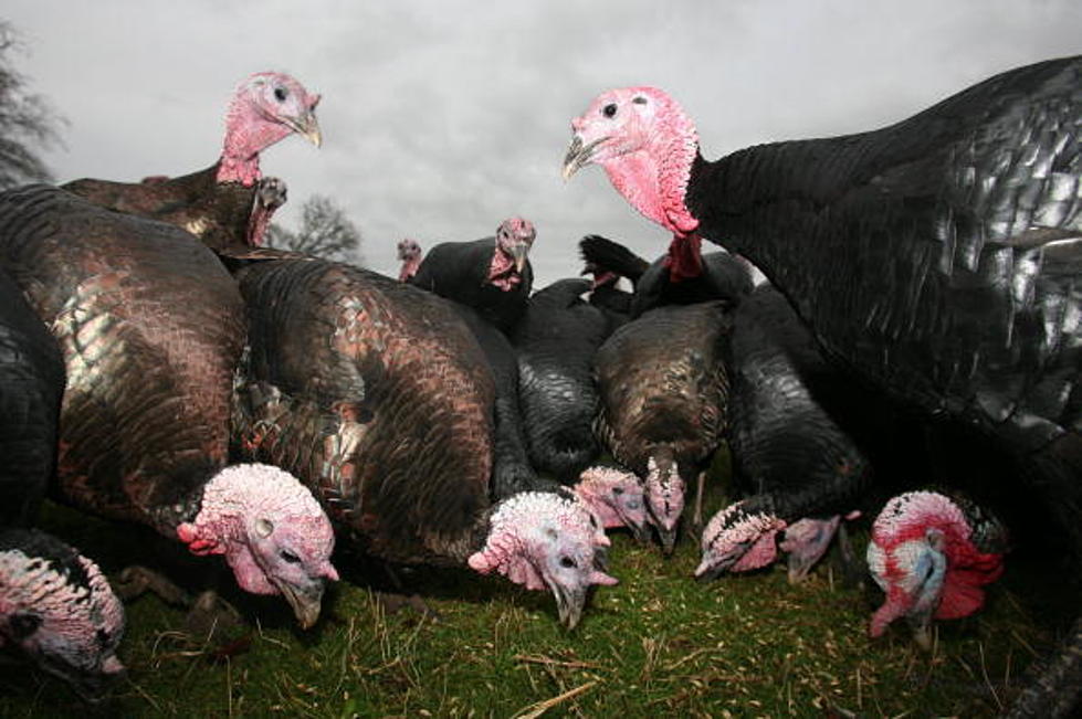 Town plans to use air horns to deal with wild turkey problem