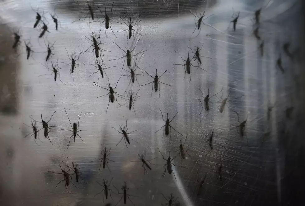 All those questions about Zika&#8217;s threat even touch baseball