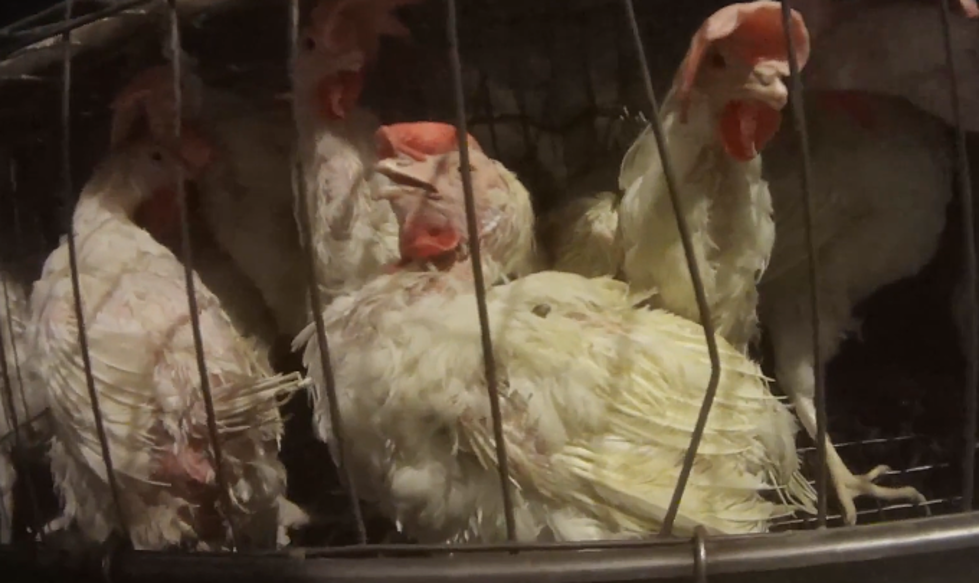 Eggs headed for ShopRite: Is this ‘chicken abuse’ or a setup? (VIDEO)