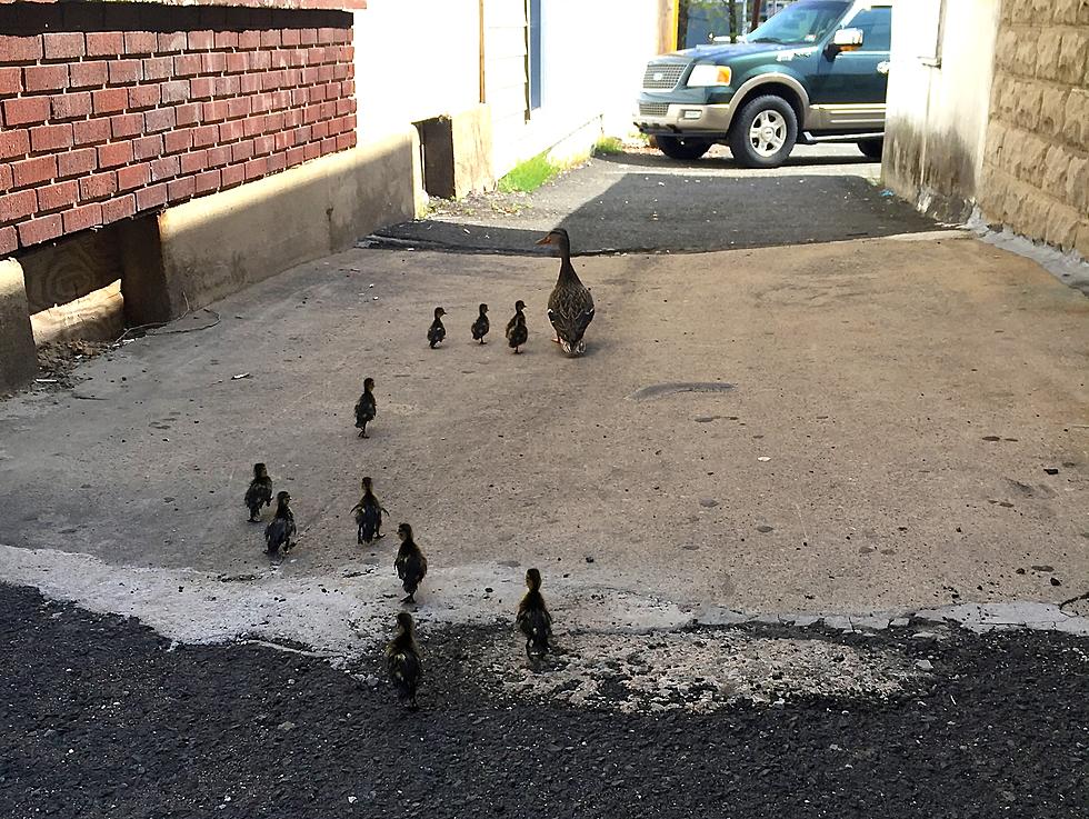 No harm, no fowl: 9 ducklings rescued from NJ storm drain (PHOTOS)