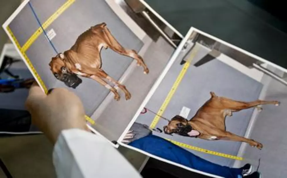 CSI for animals: Forensic vets battle pet abuse, neglect